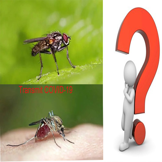 Se va răspândi COVID-19 prin musculițe de casă sau țânțari?